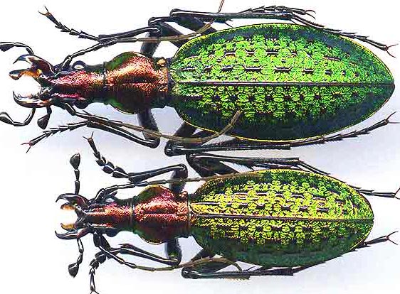 http://www.gorodinski.ru/carabus/Acoptolabrus constricticollis.jpg